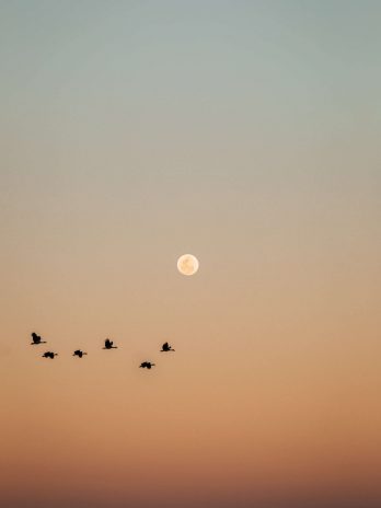 The birds and the moon