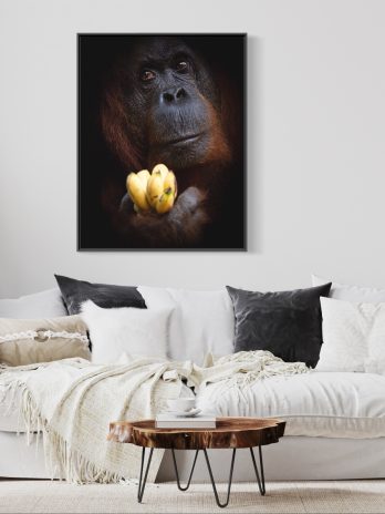 Orangutan 1