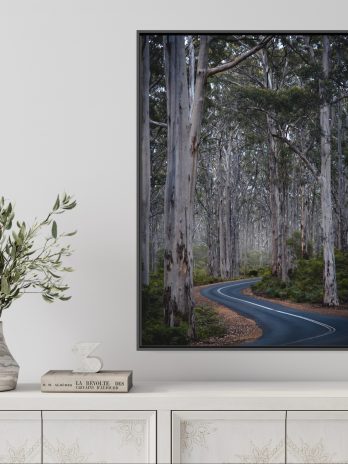 Road in a forest