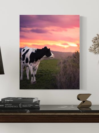 Black and white cow watches sunset