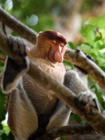 Sleeping proboscis monkey 2