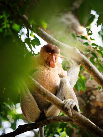 Sleeping proboscis monkey 1