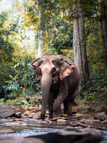 Asiatischer Elefant im Dschungel