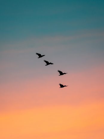 Vögel im Sonnenuntergang in Australien