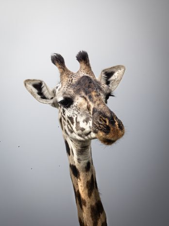 Portrait einer neugierigen Giraffe