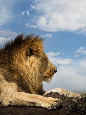 Der König der Löwen