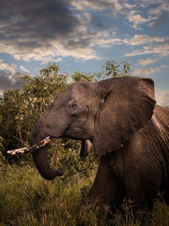 Portrait eines Elefantenbullen in der Savanne