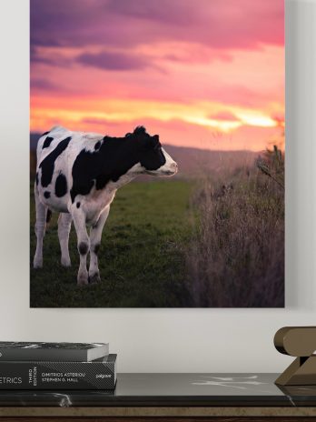 Schwarz-weiße Kuh bei Sonnenuntergang