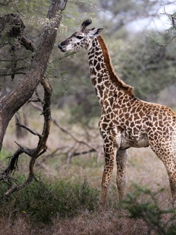 Baby-Giraffe frisst am Baum