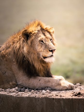 Wachsamer Löwe in der Serengeti