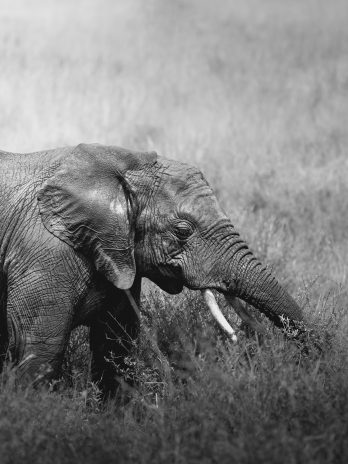Portrait eines jungen Elefanten in der Savanne (monochrome)