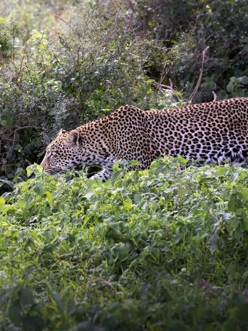 Leopard im afrikanischen Busch