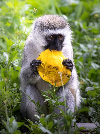 Kleiner Affe frisst Mango