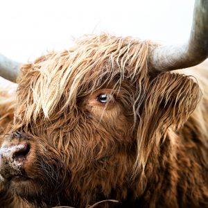 Portrait of a brown Highland Cattle
