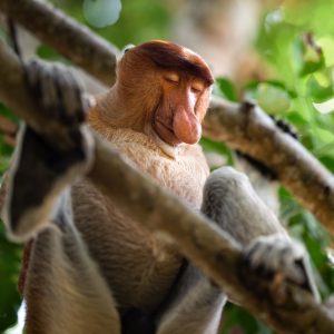 Wild proboscis monkey sleeping on a tree
