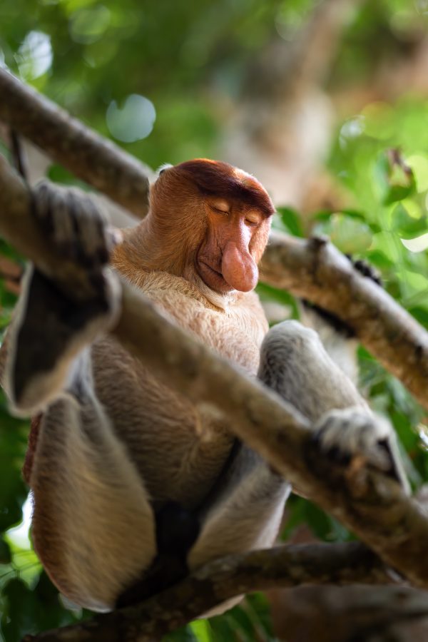 Wild proboscis monkey sleeping on a tree in the jungle of Borneo, Malaysia