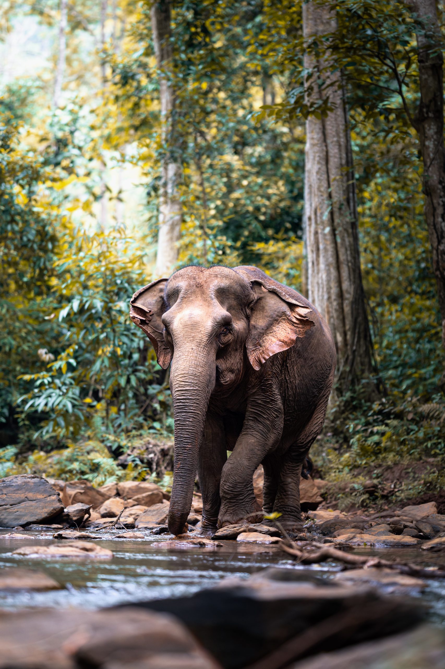 Wild asian elephant in the jungle of Cambodia
