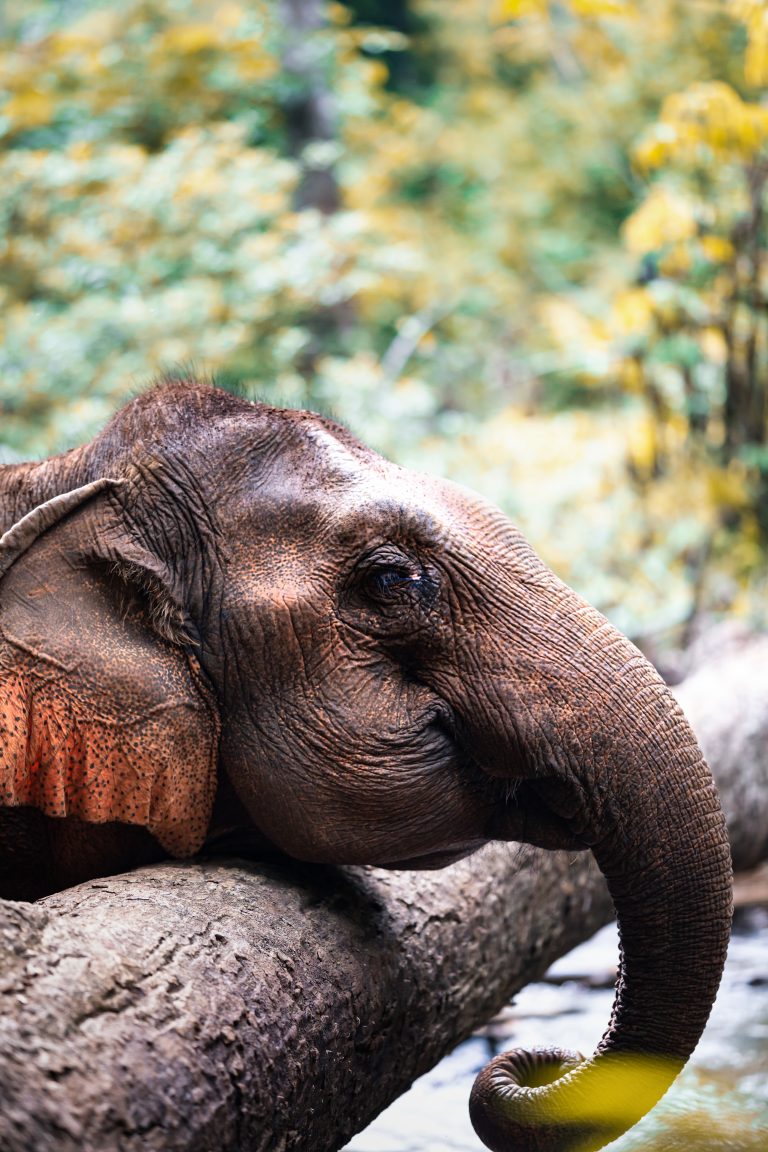 Close-up of an asian elephant in the jungle of Cambodia