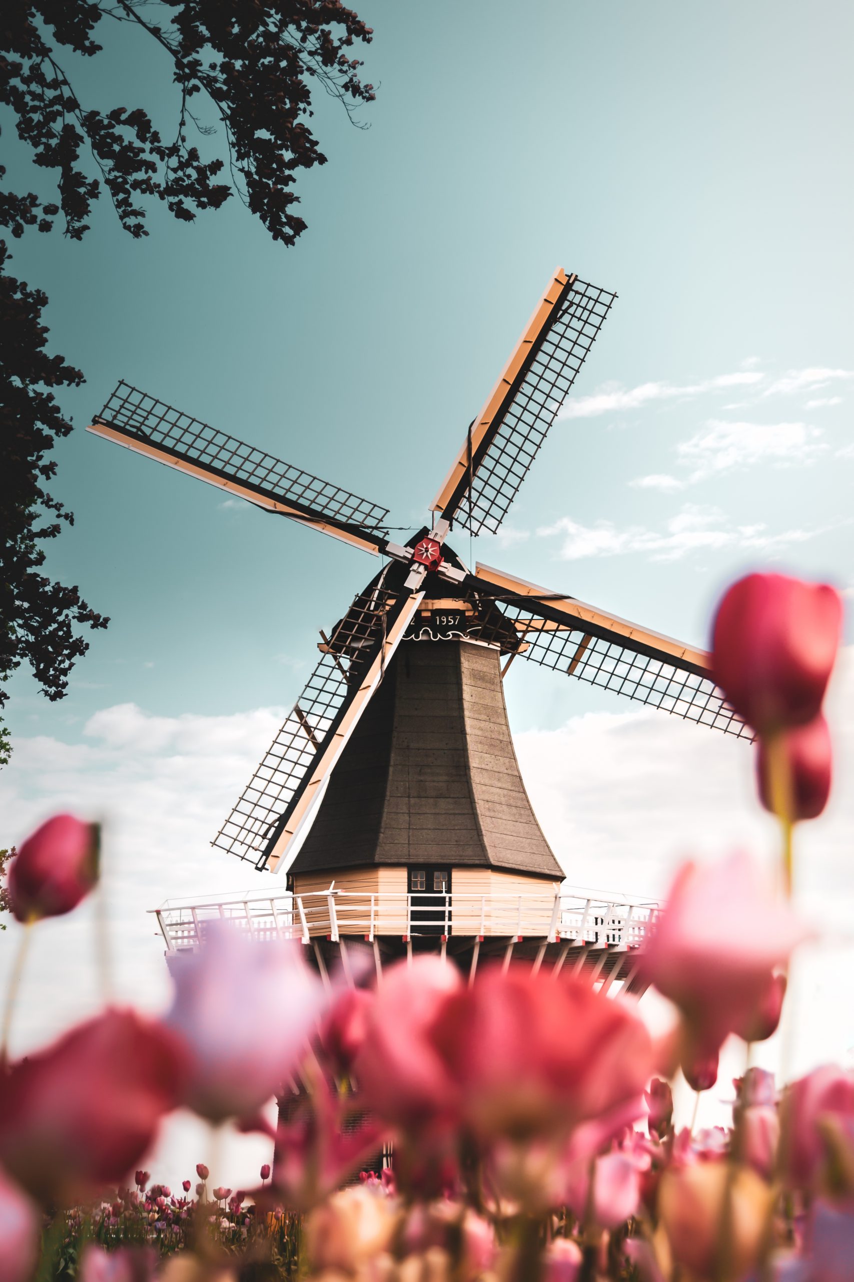 Windmill in a field of tulips in the Netherlands, Europe