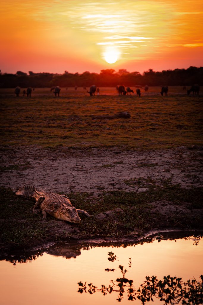 A wild crocodile on a riverbank with a herd of water-buffaloes in the background at sunset in the Kakadu National Park in Northern Territory, Australia