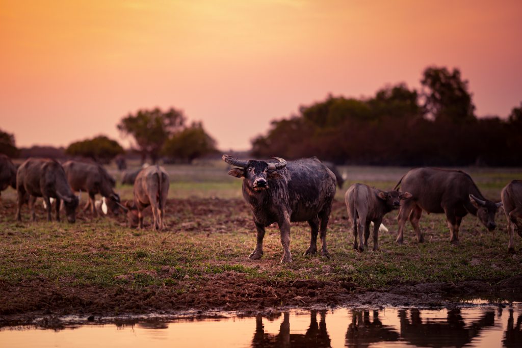 A herd of wild water-buffaloes at sunset in the Kakadu National Park in Northern Territory, Australia