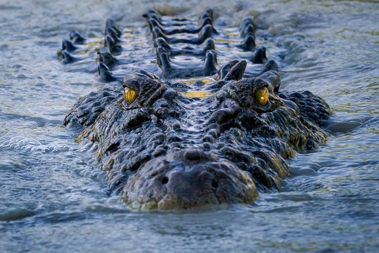 Crocodile in water at Cahills Crossing, Northern Territory, Australia