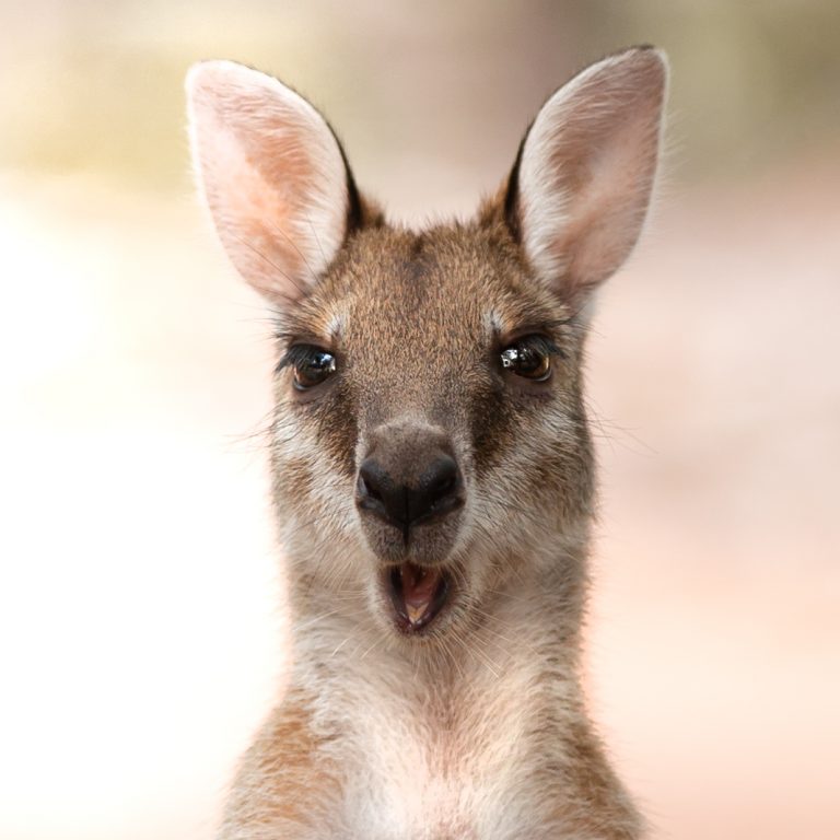 Close-up of a wallaby in Australia