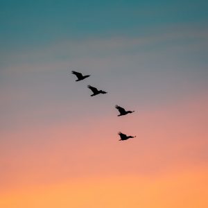 Wild kakadus flying at sunset