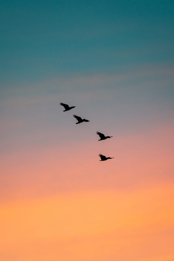 Wild kakadus flying at sunset in Australia