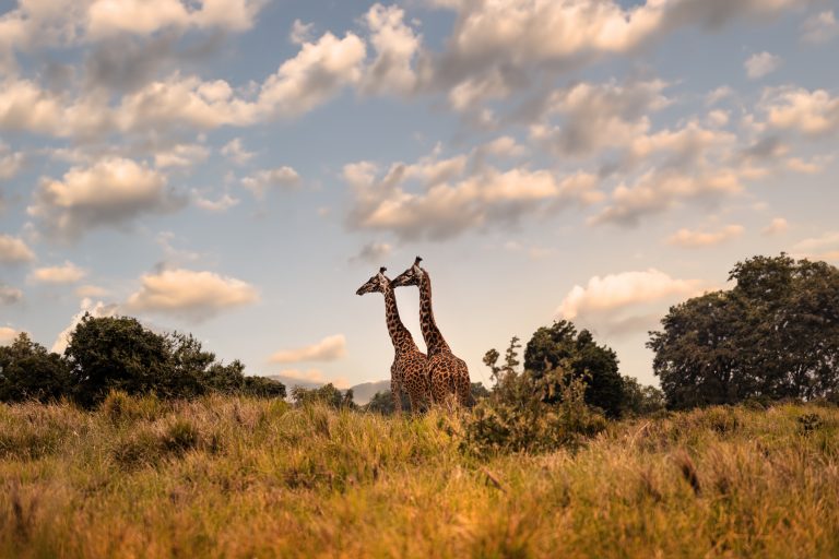Two giraffes in the savannah of the Serengeti National Park, Tanzania, Africa