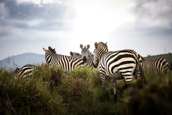 A wild Zebra herd in the savannah of the Serengeti National Park, Tanzania, Africa