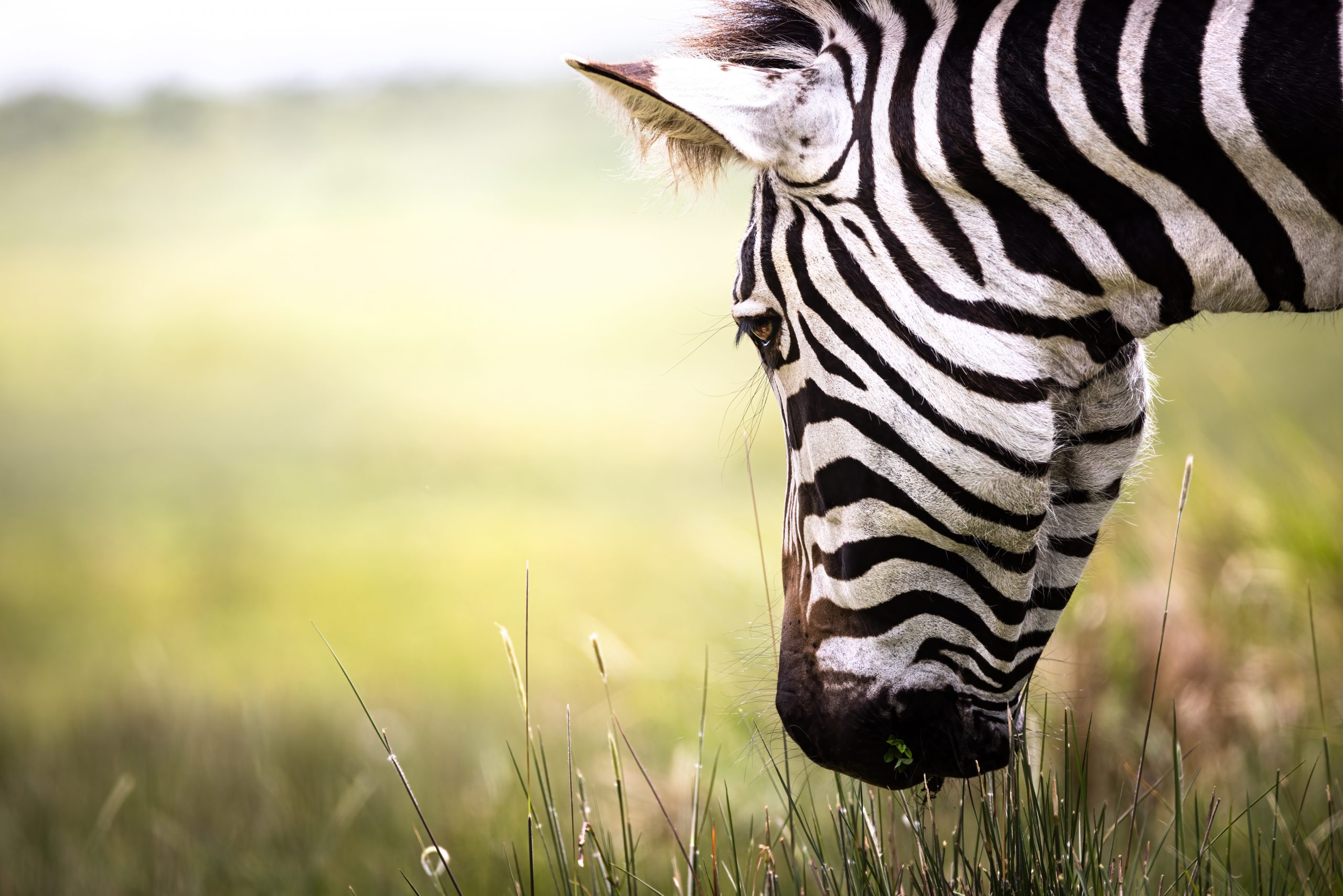 Portrait of a wild Zebra in the savannah of the Serengeti National Park, Tanzania, Africa