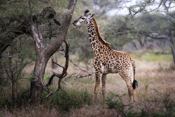 Baby Giraffe shows tongue in the bush in the Serengeti National Park, Tanzania, Africa