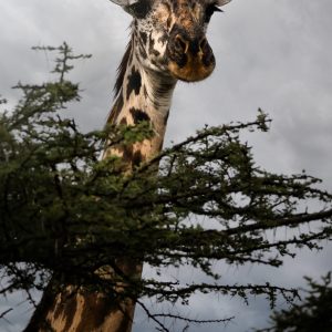 Portrait of a wild Maasai giraffe above a tree #1