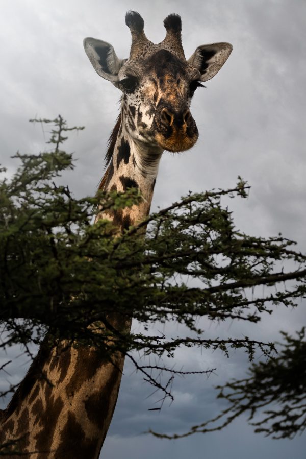 Portrait of a wild Maasai giraffe above a tree in the Serengeti National Park, Tanzania, Africa