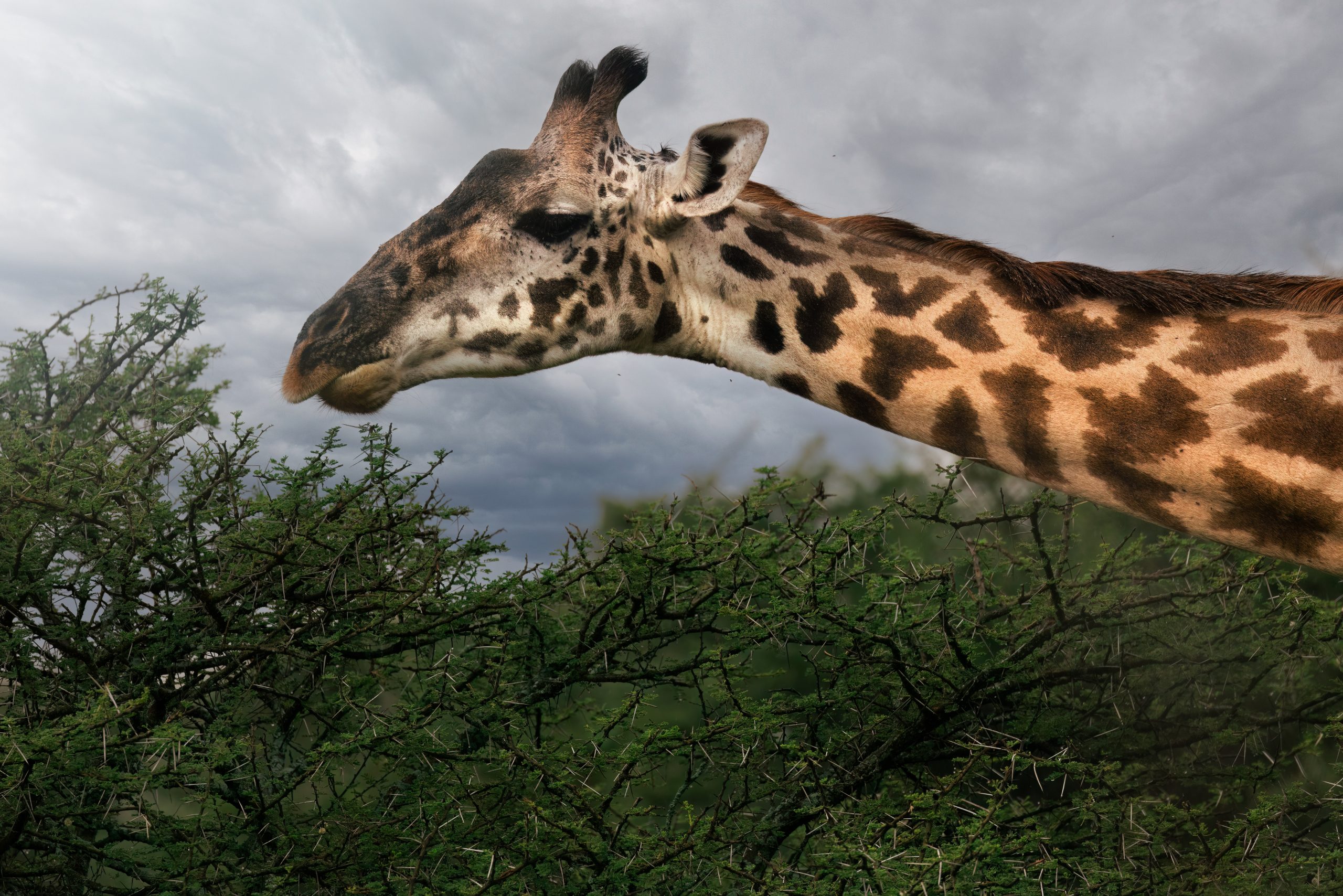 Portrait of a wild Maasai giraffe above a tree in the Serengeti National Park, Tanzania, Africa
