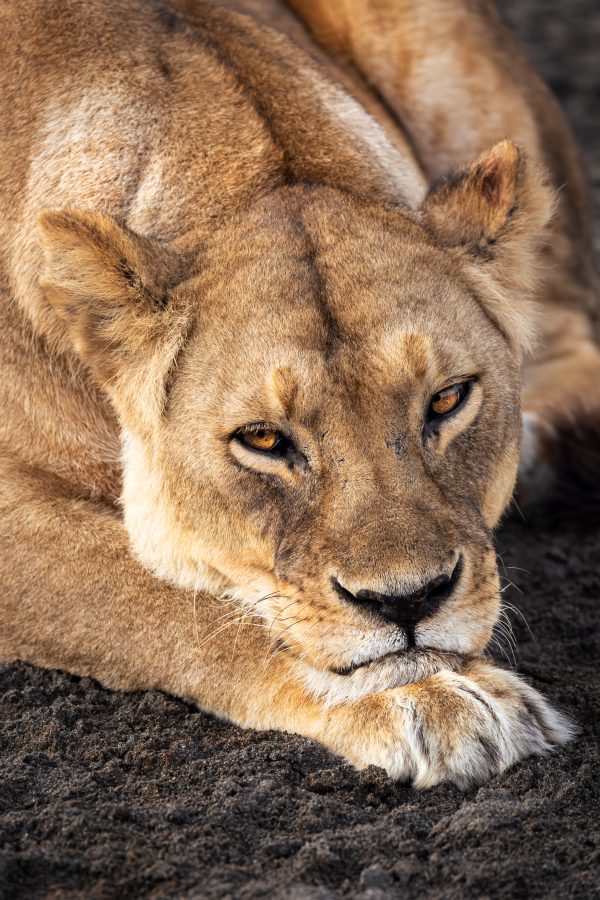 Resting lioness in the savannah of the Serengeti National Park, Tanzania, Africa