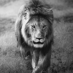 The Lion King in black and white