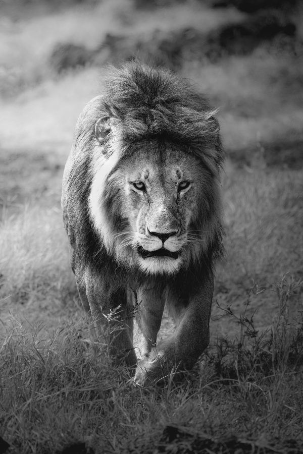 The Lion King in black and white in the savannah of the Serengeti National Park, Tanzania, Africa