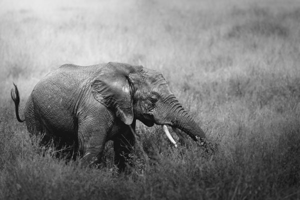 Juvenile wild elephant in the savannah of the Serengeti National Park, Tanzania, Africa in black and white