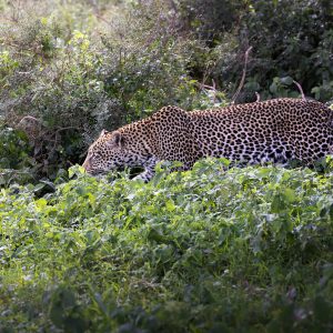 Wild Leopard in bush