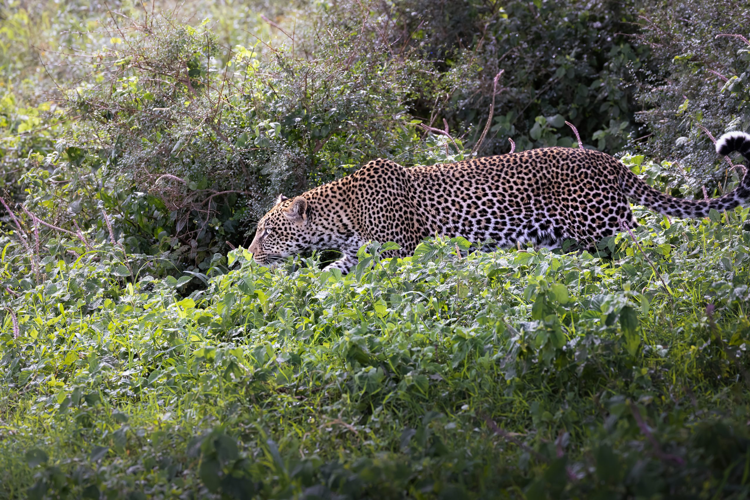 Wild Leopard in the bush of the Serengeti National Park, Tanzania, Africa