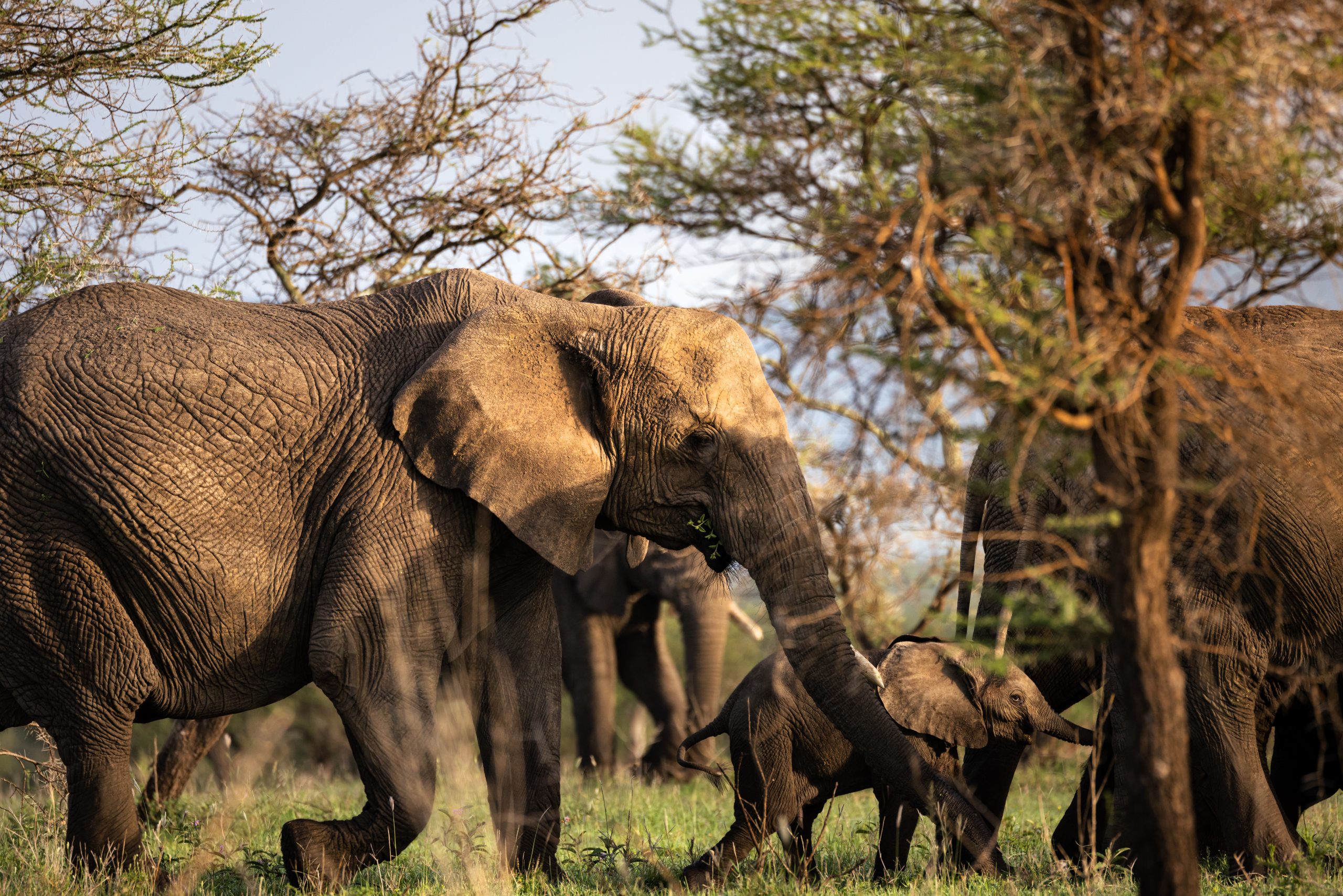 A wild elephant family in the savannah of the Serengeti National Park, Tanzania, Africa