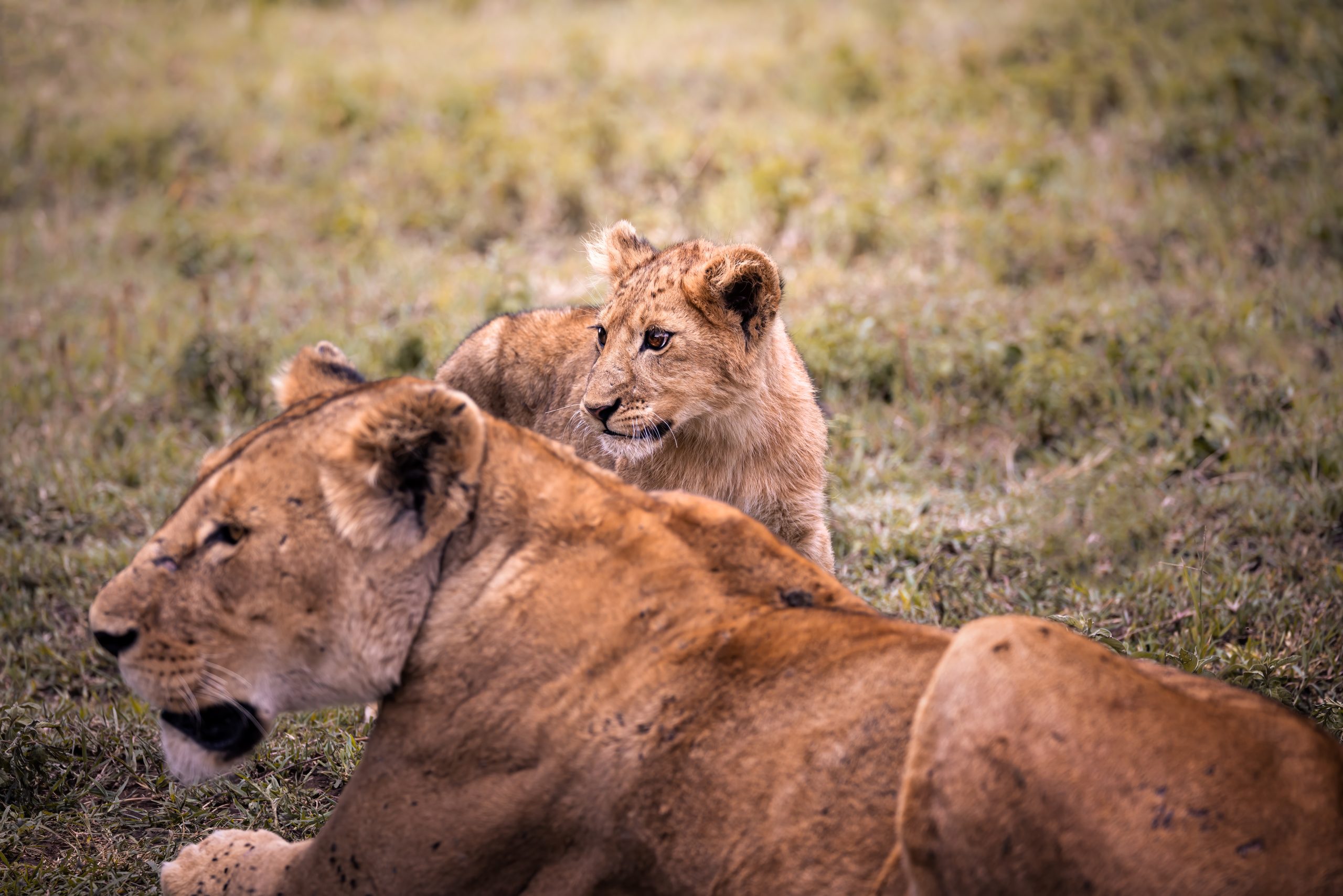 Simba, the lion cub, and his mum in the savannah of the Serengeti National Park, Tanzania, Africa