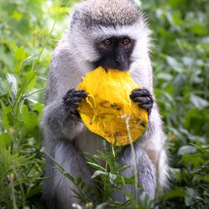 Velvet Monkey eats Mango