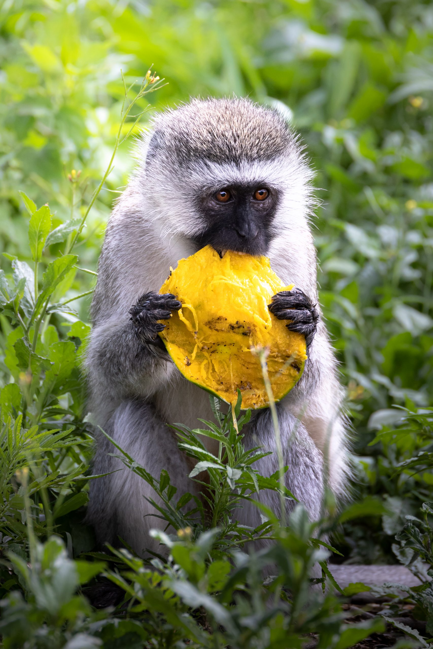 A Velvet Monkey eats a mango in the bush of the Serengeti National Park, Tanzania, Africa
