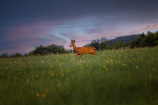 Buck, deer, on a green field with yellow flowers and a forest in the background at sunrise in Germany, Europe