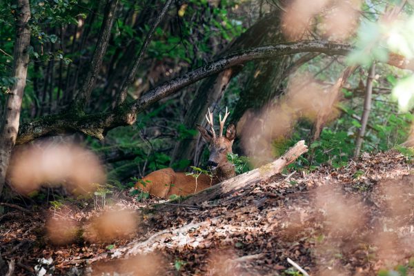 Deer, buck, sleeping in a forest in the warm light of sunrise in Germany, Europe