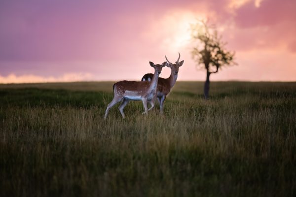 A couple fallow deer on a field in the warm light of sunset in Germany, Europe