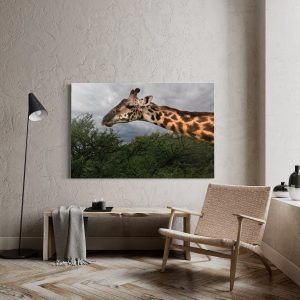 Portrait of a wild Maasai giraffe above a tree #2